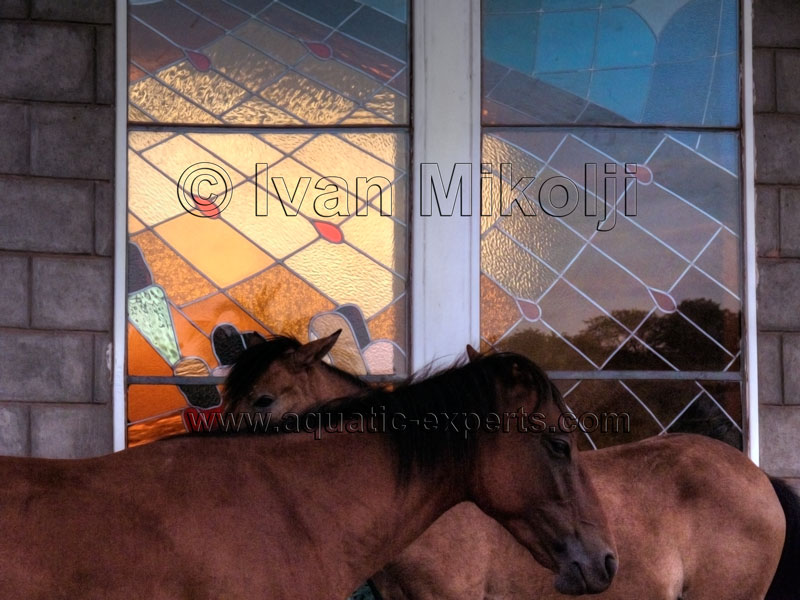 fotografos de la fauna y flora de venezuela